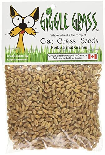 Giggle Grass Cat Grass Seeds 125 gm